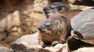 UpClose Cuteness With Rock Hyrax [upl. by Ahsenor421]