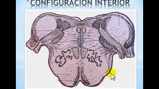 Anatomia de Protuberancia o Puente de Varolio [upl. by Kielty201]