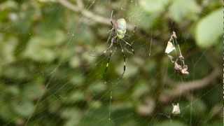 Araña Nephila Clavata [upl. by Mirilla]