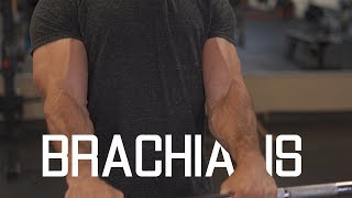 How To Grow WiderThicker Biceps  Brachialis Exercises [upl. by Binky673]