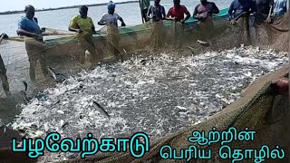 Pulicat lake big size net huge fish catching kuttyisland4862 [upl. by Silvester567]