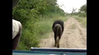 Driving Behind Black Maned Lion  The Lion Kings Scar [upl. by Nur]