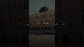 تلاوة تريح القلب 😪 حالات واتس آب 🤍 1ifقرآن [upl. by Enirehs]