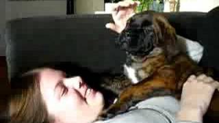 My puppy mastiff attacking my sis with kisses [upl. by Hazel]