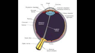 Aqueous Humor Pathway  Anatomy [upl. by Enihpad]