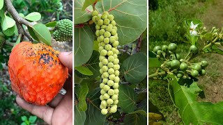 10 Frutas Típicas da CAATINGA Mais Incríveis e Curiosas [upl. by Iem]