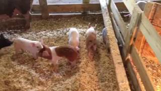 Excellent All Natural Farrowing Set Up [upl. by Ermanno]