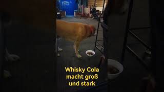 Whisky Cola macht groß und stark [upl. by Uoliram]