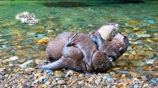 Atys Courtship Behavior Otter Life Day 873 [upl. by Droflim]