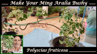 Making Your Ming Aralia Bushy Pruning Cuttings and Care [upl. by Ellerret]