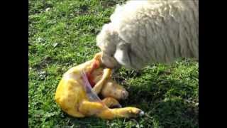 Sheep Giving Birth [upl. by Fadiman]