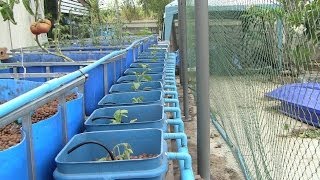 Aquaponics Dutch Buckets [upl. by Sheri]