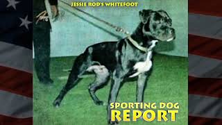 JESSE RODS WHITEFOOT Real American Pit Bull Terrier [upl. by Caraviello83]