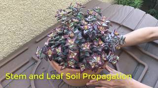 Stem and Leaf Propagation for Crassula rupestris or any stacking crassula [upl. by Tepper492]