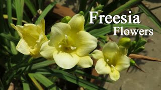 Freesia Flower Freesia Bulb Planting How To Grow Fresia Plants [upl. by Carissa]