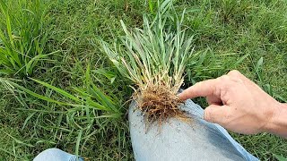 The Fix For Foxtails In Bermuda Hay [upl. by Ajup]