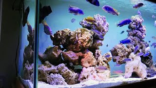 OverStocked African Cichlids Tank Setup  Beautiful Malawi Aquarium [upl. by Aneetsirhc446]