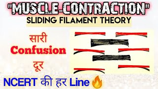 quotMuscle Contractionquot सबसे Easy Video 🔥🔥 Sliding Filament Theory  Ncert की हर Line होगी Cover 😎 [upl. by Nelehyram]