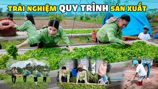 Trải Nghiệm Quy Trình Từ Trồng Đến Thu Hái Và Sơ Chế Nguyên Liệu Tại Vùng Trồng Trinh Nữ Crila [upl. by Reta]