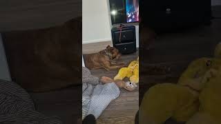 After a big walk doglover americanstaffy dogs doglovers dogsofyoutube doglover dogsofyoutube [upl. by Nuahsak]