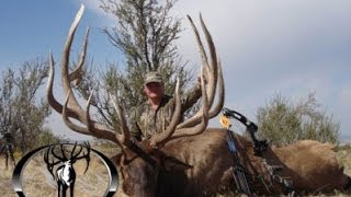 443quot and 403quot MONSTER Archery Elk Hunts Free Range  MossBack [upl. by Ahsinauj]