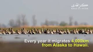 The migration of golden plover bird 🐦 [upl. by Llevol]