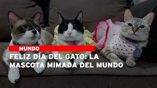 Feliz Día del Gato La mascota mimada del mundo [upl. by Okoy]