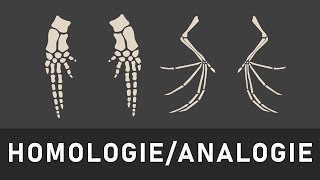 Homologie und Analogie einfach erklärt  Homologiekriterien [upl. by Fulmer]