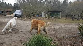 Leonberger vs Dackel  Labrador [upl. by Margery]