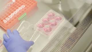 Stunning cell culture results with AnaBios HepatoSYSTEM [upl. by Ellasal]