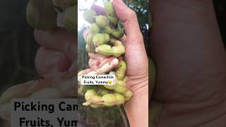 Picking Camachile Fruits so Yummy camachile fruit picking virals trendingshorts trending [upl. by Cnut]