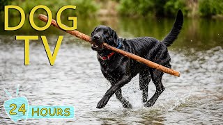 DOG TV The Best Relaxing Video Entertainment AntiAnxiety for Dog When Home Alone  Music for Dogs [upl. by Aiuhsoj]