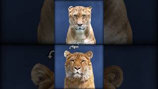 Liger or Tigon shorts factinhindi factmines [upl. by Hanala307]