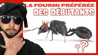 Pourquoi les débutants adorent cette fourmi  Messor barbarus [upl. by Moretta]