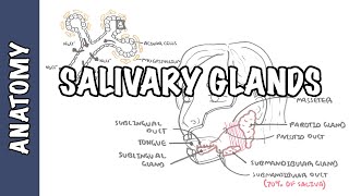 Salivary glands  Anatomy and Physiology [upl. by Puff]