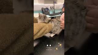 Pets reaction for injection  dog kitten funny love laugh viralvideo trending shorts [upl. by Akeret]