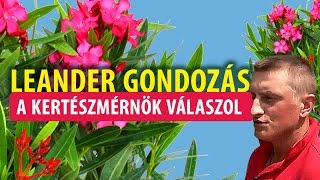 A Leander gondozása  kertészet Budapest [upl. by Bywoods]