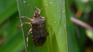 Halyomorpha halys the brown marmorated stink bug [upl. by Epilef]