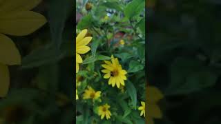 Helianthus lemon queen sunflower 💛 naturelovers flowers seasonalflowers helianthus [upl. by Serene]