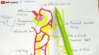 Structure of Nephron  Malphigian body  Renal tubule  Bio science [upl. by Ayyidas]