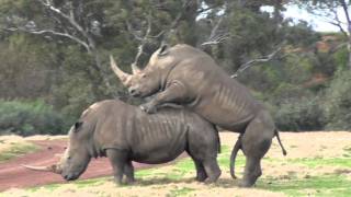 It takes 2    Werribee Open Range Zoo Rhino Love [upl. by Laszlo]