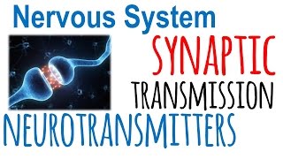 Synaptic transmission and neurotransmitters [upl. by Ulani]