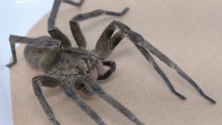 Una araña venenosa encontrada en Brasil aliada contra la disfunción eréctil [upl. by Safoelc]