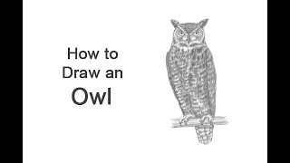 How to Draw an Owl Great Horned Owl [upl. by Ketchan]