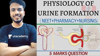 Physiology of urine formation  physiology of urine formation b pharmacy  urine formation sgsir [upl. by Eirrek]