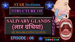 quotStructure of Salivary Glands  Frenulum of Tongue  Salivary Enzymes  Salivaquot  EPISODE  06 [upl. by Anaj]