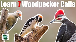 Learn 7 Common Woodpecker Calls Eastern North America [upl. by Myriam492]