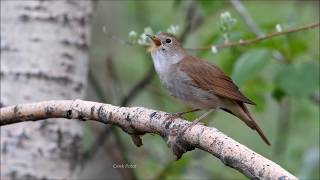 BÜLBÜL  Common Nightingale  Luscinia megarhynchos [upl. by Thordis]