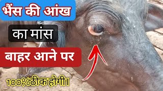 भैंस की आंख का मांस बाहर आने पर ऐंसे इलाज करे l chemosis in Buffalo l Treatment of Chemosis l [upl. by Annat418]