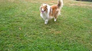 collies at the dog park [upl. by Brenan231]